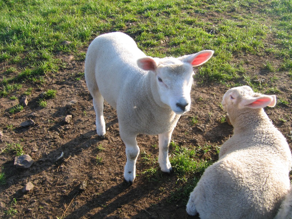 Pancake & friend